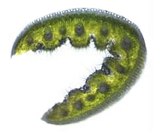 4 pav. „F. sabulosa“ skersinis lapo pjūvis (1 × 100) (autoriaus nuotr.) / Fig. 4. Cross-section of F. sabulosa leaves