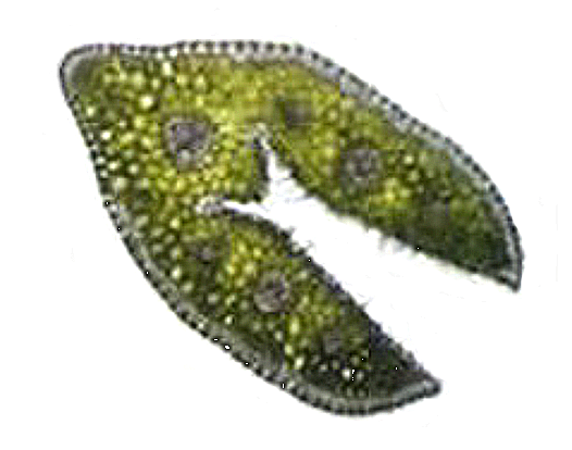 1 pav. „F. ovina“ skersinis lapo pjūvis (1 × 100) (autoriaus nuotr.) / Fig. 1. Cross-section of F. ovina leaves